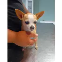 Foto dell\'animale cane - Matr. 2025/0980 - Microchip 380260170352381