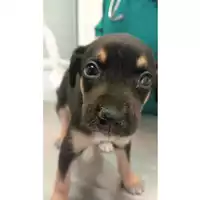 Foto dell\'animale cane - Matr. 2025/0981 - Microchip 380260170352123