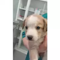 Foto dell\'animale cane - Matr. 2025/0982 - Microchip 380260170352052