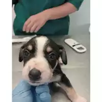 Foto dell\'animale cane - Matr. 2025/0984 - Microchip 380260170352041
