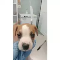 Foto dell\'animale cane - Matr. 2025/0985 - Microchip 380260170352055