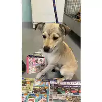 Foto dell\'animale cane - Matr. 2025/0987 - Microchip 380260170352392