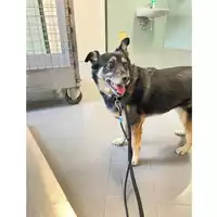 Foto dell\'animale cane - Matr. 2025/0989 - Microchip 380260042910995