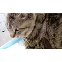 Foto dell\'animale gatto - Matr. 2025/0991 - Microchip 380260170352042