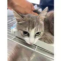 Foto dell\'animale gatto - Matr. 2025/0990 - Microchip 380260170352390
