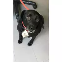 Foto dell\'animale cane - Matr. 2019/1144 - Microchip 380260000903998