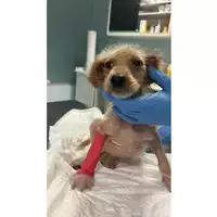 Foto dell\'animale cane - Matr. 2025/0992 - Microchip 380260170352398