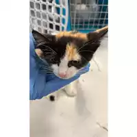 Foto dell\'animale gatto - Matr. 2025/0993 - Microchip 380260170352399