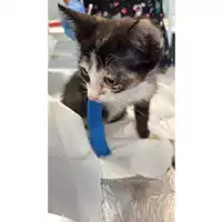 Foto dell\'animale gatto - Matr. 2025/0995 - Microchip 380260170352386