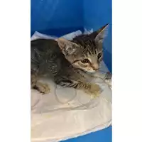 Foto dell\'animale gatto - Matr. 2025/0996 - Microchip 380260170352389