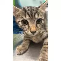 Foto dell\'animale gatto - Matr. 2025/0997 - Microchip 380260170352059