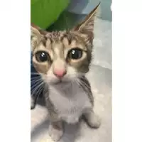 Foto dell\'animale gatto - Matr. 2025/0998 - Microchip 380260170352043