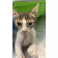 Foto dell\'animale gatto - Matr. 2025/0999 - Microchip 380260170352053