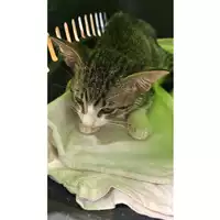 Foto dell\'animale gatto - Matr. 2025/1000 - Microchip 380260170352396