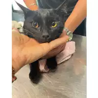 Foto dell\'animale gatto - Matr. 2025/1002 - Microchip 380260170352387