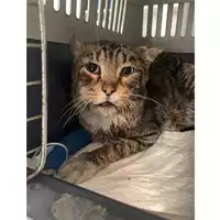 Foto dell\'animale gatto - Matr. 2025/1003 - Microchip 380260170352383