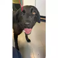Foto dell\'animale cane - Matr. 2025/1004 - Microchip 380260170352385