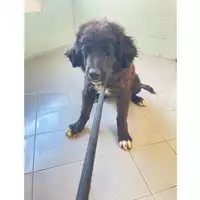 Foto dell\'animale cane - Matr. 2025/1006 - Microchip 380260170352075