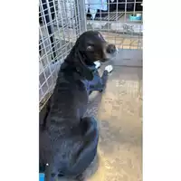 Foto dell\'animale cane - Matr. 2025/1015 - Microchip 380260101413681