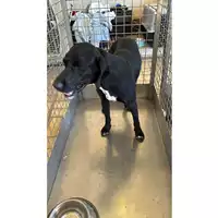 Foto dell\'animale cane - Matr. 2025/1014 - Microchip 380260101484647
