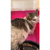 Foto dell\'animale gatto - Matr. 2025/1013 - Microchip 380260170352219
