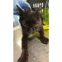 Foto dell\'animale gatto - Matr. 2025/1011 - Microchip 380260170352216