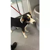 Foto dell\'animale cane - Matr. 2025/1010 - Microchip 380260170352397