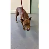 Foto dell\'animale cane - Matr. 2025/1016 - Microchip 380260170352207