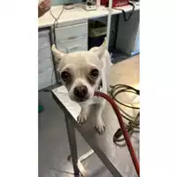 Foto dell\'animale cane - Matr. 2025/1012 - Microchip 380260170352215