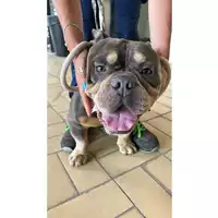 Foto dell\'animale cane - Matr. 2025/1019 - Microchip 380260140258163