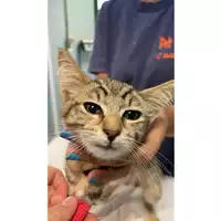 Foto dell\'animale gatto - Matr. 2025/1020 - Microchip 380260170352211