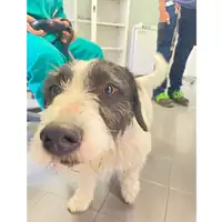 Foto dell\'animale cane - Matr. 2025/1026 - Microchip 380260170352047