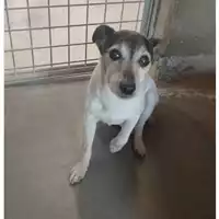 Foto dell\'animale cane - Matr. 2025/1017 - Microchip 981100002617938