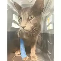 Foto dell\'animale gatto - Matr. 2025/1032 - Microchip 380260170343707