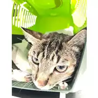 Foto dell\'animale gatto - Matr. 2025/1024 - Microchip 380260170352218