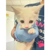 Foto dell\'animale gatto - Matr. 2025/1021 - Microchip 380260170352200