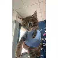 Foto dell\'animale gatto - Matr. 2025/1023 - Microchip 380260170352202
