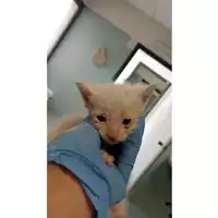 Foto dell\'animale gatto - Matr. 2025/1028 - Microchip 380260170352206