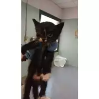 Foto dell\'animale gatto - Matr. 2025/1030 - Microchip 380260170352212