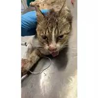 Foto dell\'animale gatto - Matr. 2025/1034 - Microchip 380260170352046