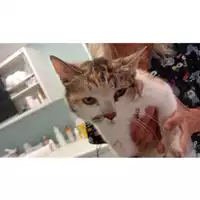Foto dell\'animale gatto - Matr. 2025/1036 - Microchip 380260170352205