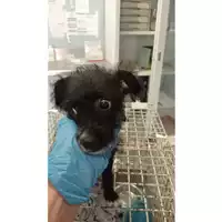 Foto dell\'animale cane - Matr. 2025/1040 - Microchip 380260170352217