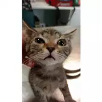 Foto dell\'animale gatto - Matr. 2025/1037 - Microchip 380260170352201