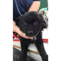 Foto dell\'animale cane - Matr. 2021/0965 - Microchip 380260044437285