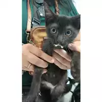 Foto dell\'animale gatto - Matr. 2025/1043 - Microchip 380260170352384