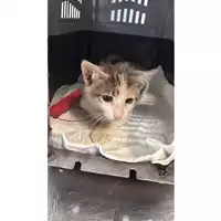 Foto dell\'animale gatto - Matr. 2025/1049 - Microchip 380260170352073