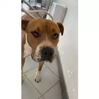 Foto dell\'animale cane - Matr. 2025/1050 - Microchip 380260170352358