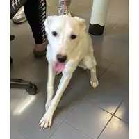 Foto dell\'animale cane - Matr. 2024/2185 - Microchip 380260170352662