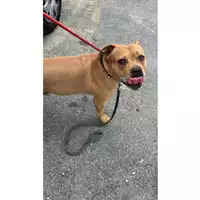 Foto dell\'animale cane - Matr. 2025/1051 - Microchip 380260044998264