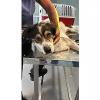Foto dell\'animale cane - Matr. 2025/1052 - Microchip 380260170352132